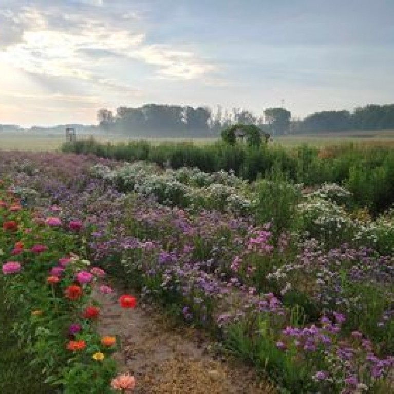 SPIEKERS FLOWER FIELD