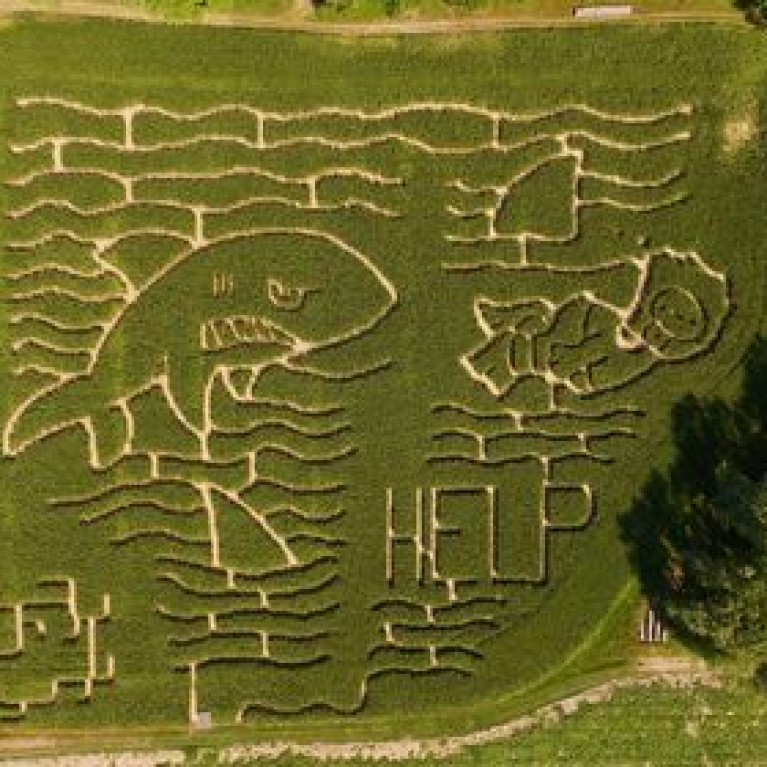 SPIEKERS PUMPKIN FARM SHARK MAZE