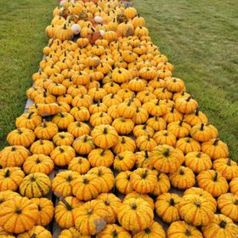 SPIEKERS YELLOW PUMPKINS